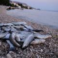 Stručnjaci o pomoru riba kod Splita: 'Temperature mora sve su veće. Bojim se što nas čeka'