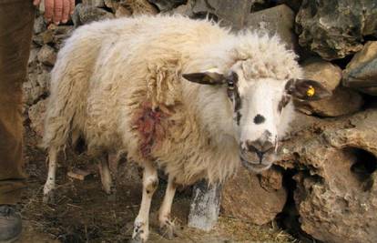 Zadar: Psi napali i ugrizli muškarca (42) i dvije ovce