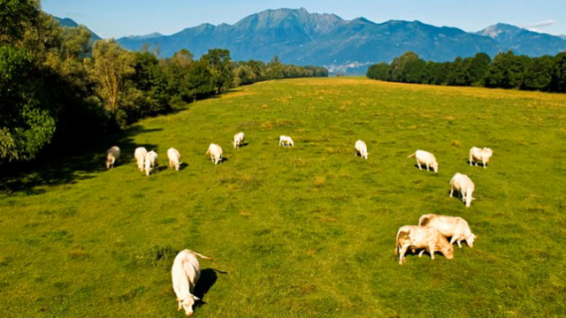 Krave - Švicarska