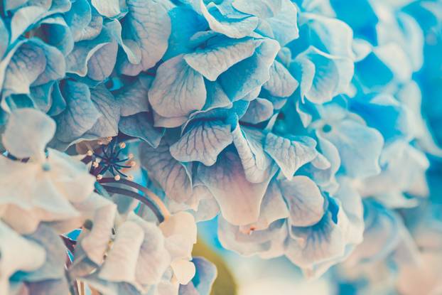 Soft blue Hydrangea