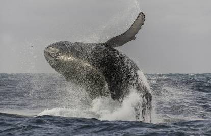 Pomozite u potrazi za velikim kitom u Velebitskom kanalu
