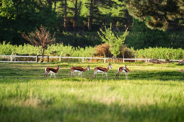 Luksuzni hotel između planina i vinograda nudi romantiku, mir i veličanstveno uređen interijer