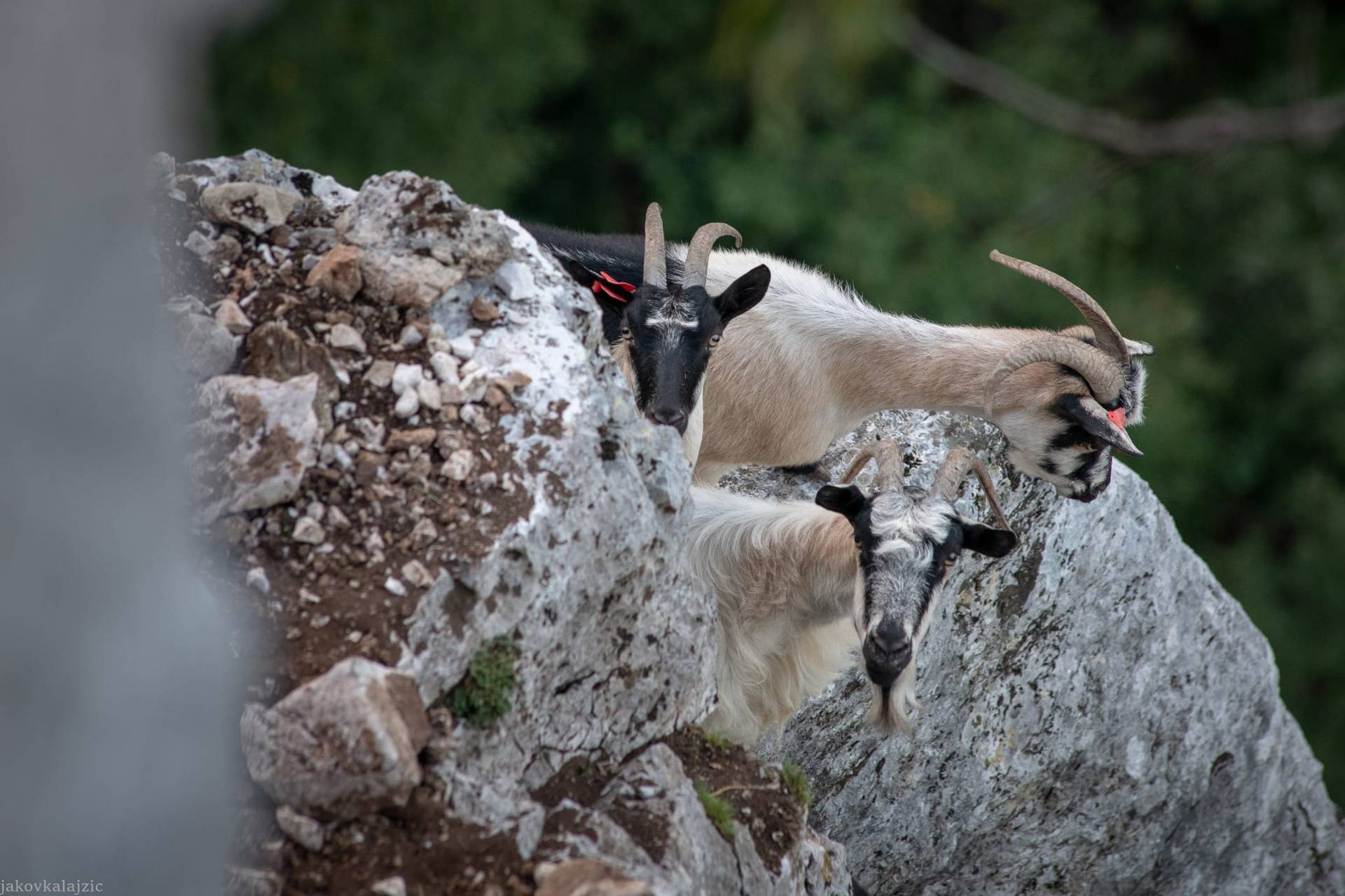 HGSS-ovci uspješno spasili koze 'alpinistice': Nisu toliko spretne