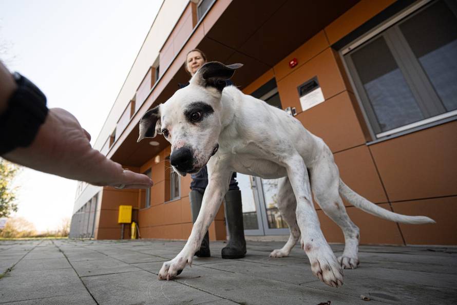 Zagreb: Priča o psima koji doniraju krv 