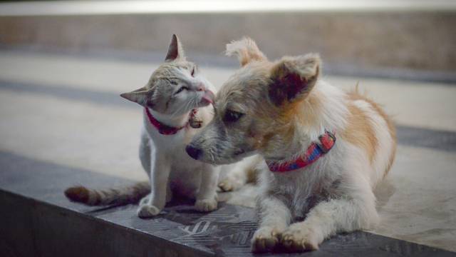 Kakvi su ljubitelji mačaka, a kakvi pasa? Nova studija ima pokoji odgovor  o karakterima
