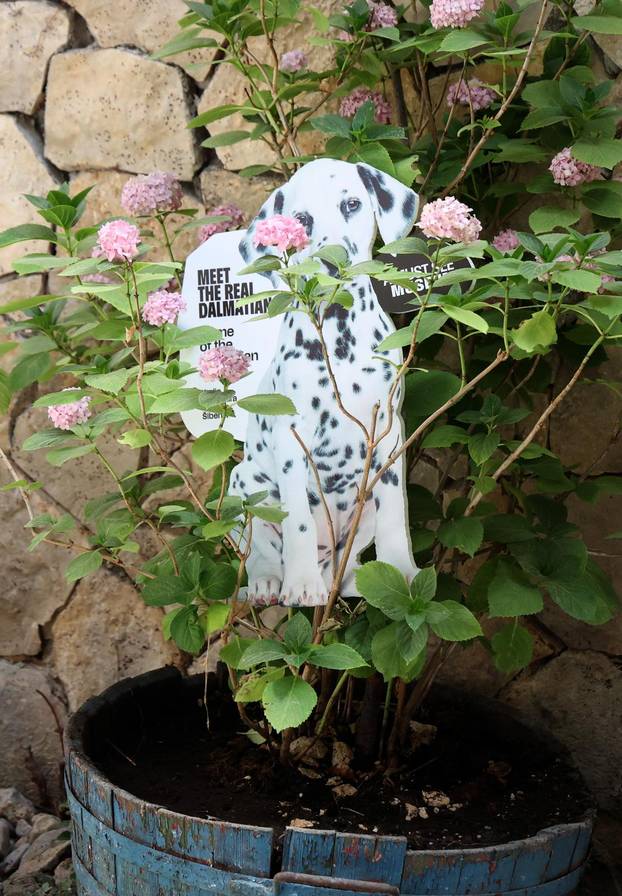 Šibenik:Otvoren muzej dalmatinskom psu,dalmatincu 