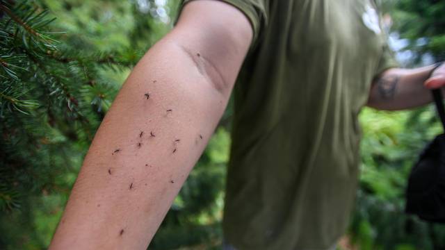 Zagreb: U Cvjetnom naselju ispušteno 50 tisuća sterilnih komaraca