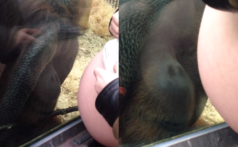 Snimka koja je dirnula svijet: Orangutan ljubi trbuh trudnice