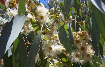 Zlato doista 'raste' na drveću: Našli su ga u lišću eukaliptusa