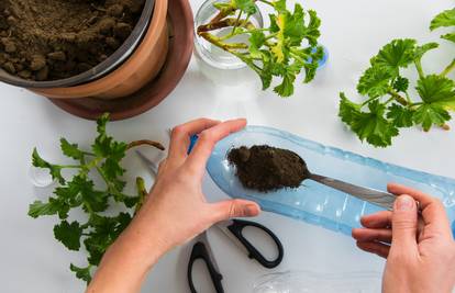 Ovo je trik s plastičnom bocom koji vam 'sam' zalijeva biljke