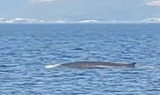 VIDEO Nesvakidašnji prizor kod Pelješca! 'Kit je plivao blizu plaže u jako uskom kanalu'