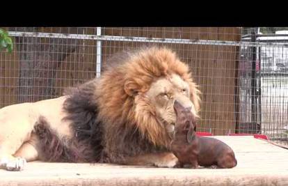 Gledaš i ne vjeruješ: Jazavčar pomagao lavu da očisti zube!
