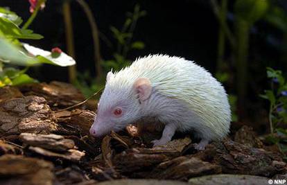 Afrički pigmejski ježevi dobili albino potomka