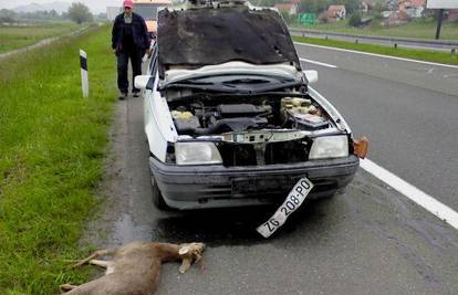 Na autoputu Zagreb-Macelj Opel Kadettom udario srnu