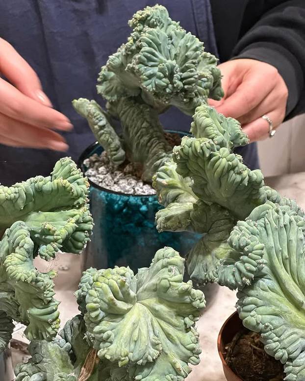 FOTO Tajne kralja cvjetnih aranžmana: 'S Majkom Terezom sam jeo uskršnji doručak'