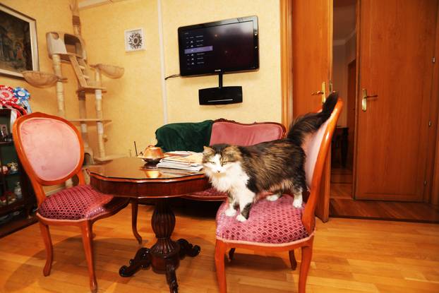 Miško ostaje prvi mačak Grada Rijeke i tijekom mandata Ive Rinčić