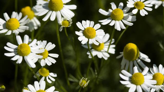 Čaj od majčinskog vratića je najbolja pomoć kod migrene