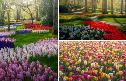 Nizozemski tulipani u punom su cvatu - u potpunoj izolaciji