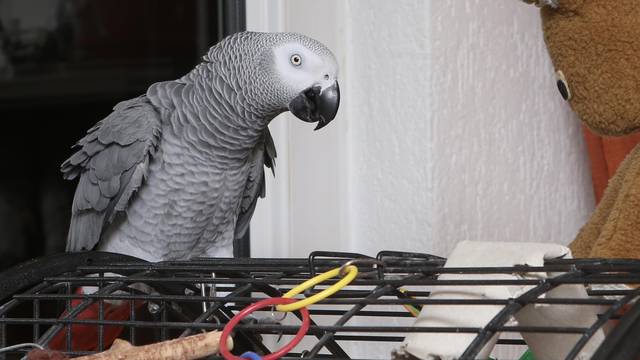 Papagaj Hugo jako voli pažnju: 'Dođi, idemo se malo maziti...'