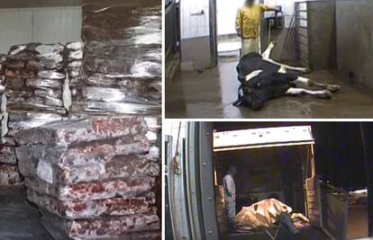 Tajne snimke iz klaonice: Kolju bolesne krave i izvoze ih u EU