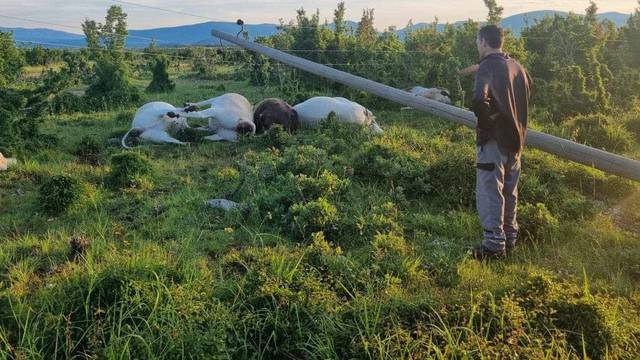 Pad dalekovoda mu ubio krave: 'Stup su postavili prije mjesec dana. Što da je pao na čovjeka?'