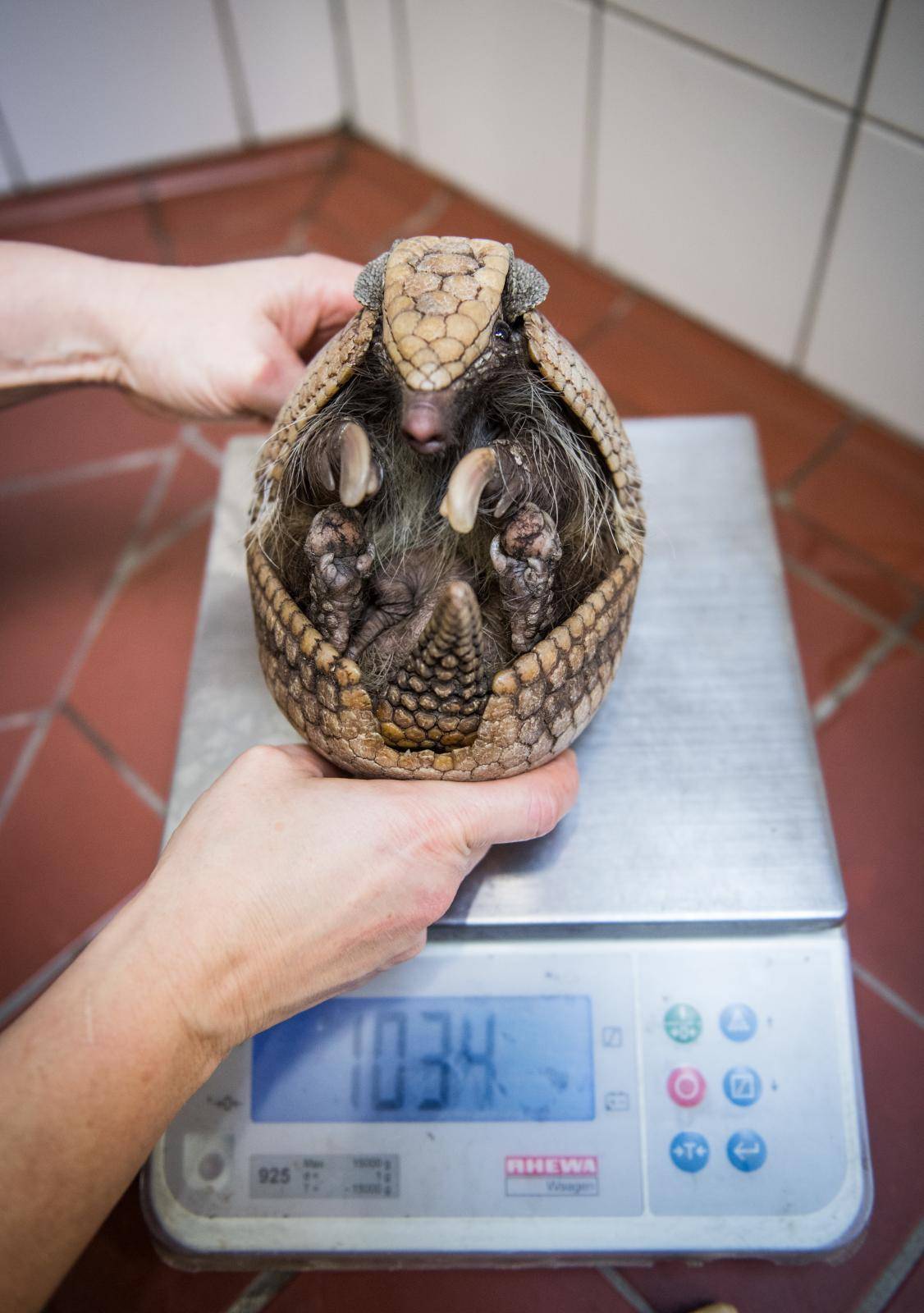 Inventory at Allwetterzoo Muenster