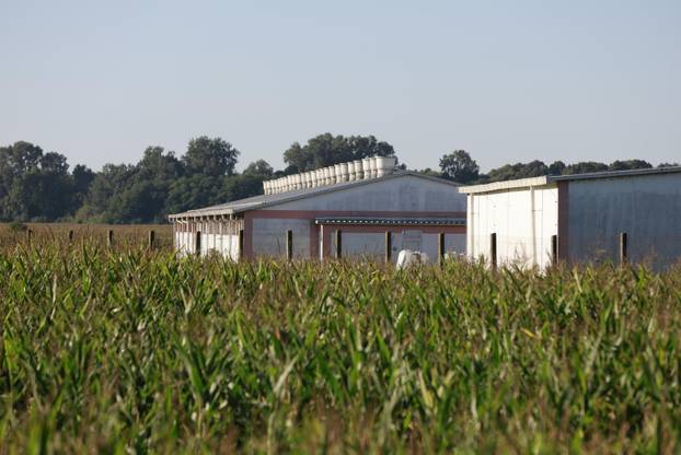 Sokolovac: Kreće eutanazija svinja, uvode se novi sigurnosni protokoli