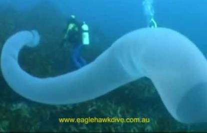 U Australiji snimljen morski crv koji može narasti do 30 metara