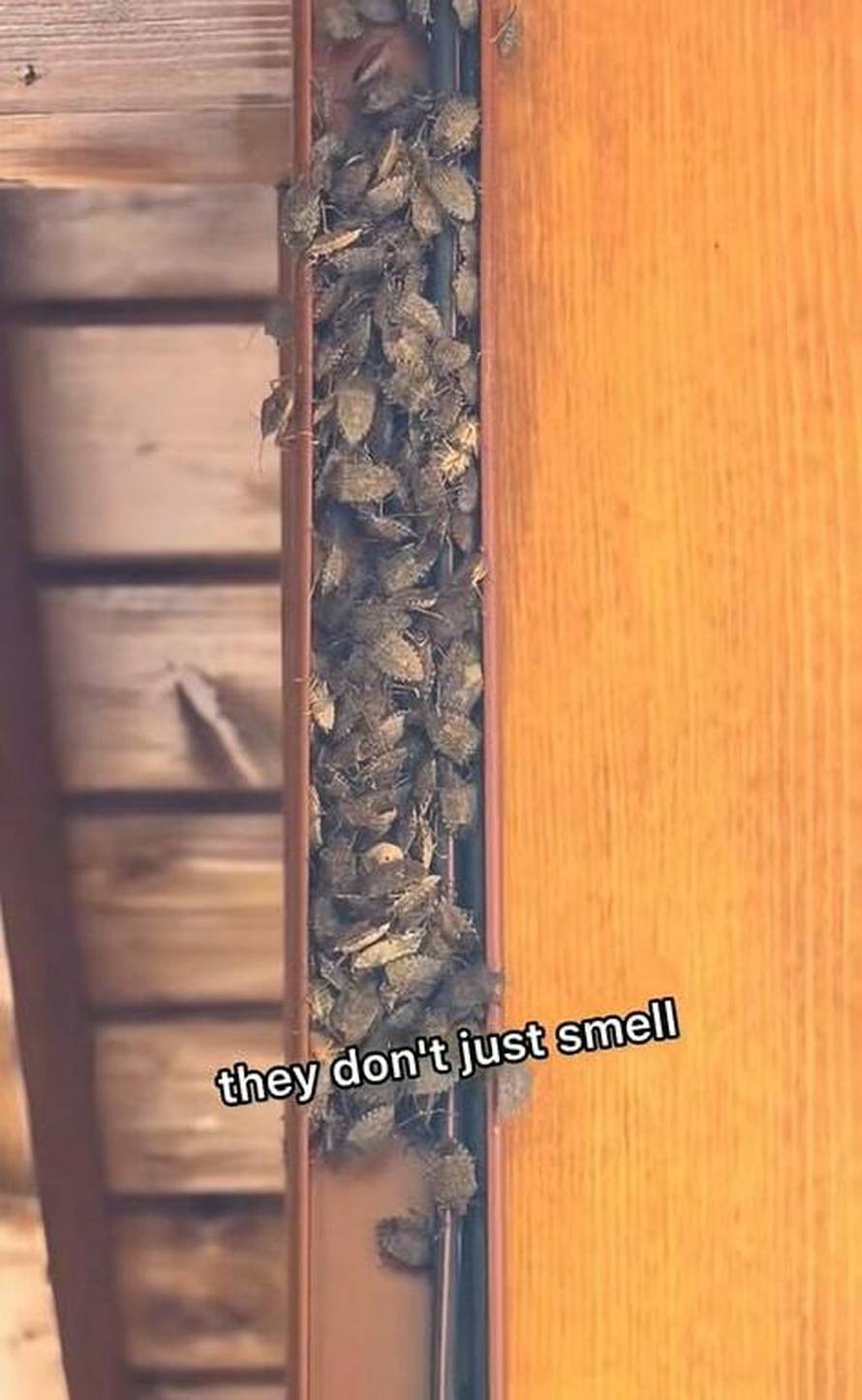 Amerikanac koji uređuje kuću u Zagorju u problemima: 'Oni su doslovno posvuda, usmrde sve'