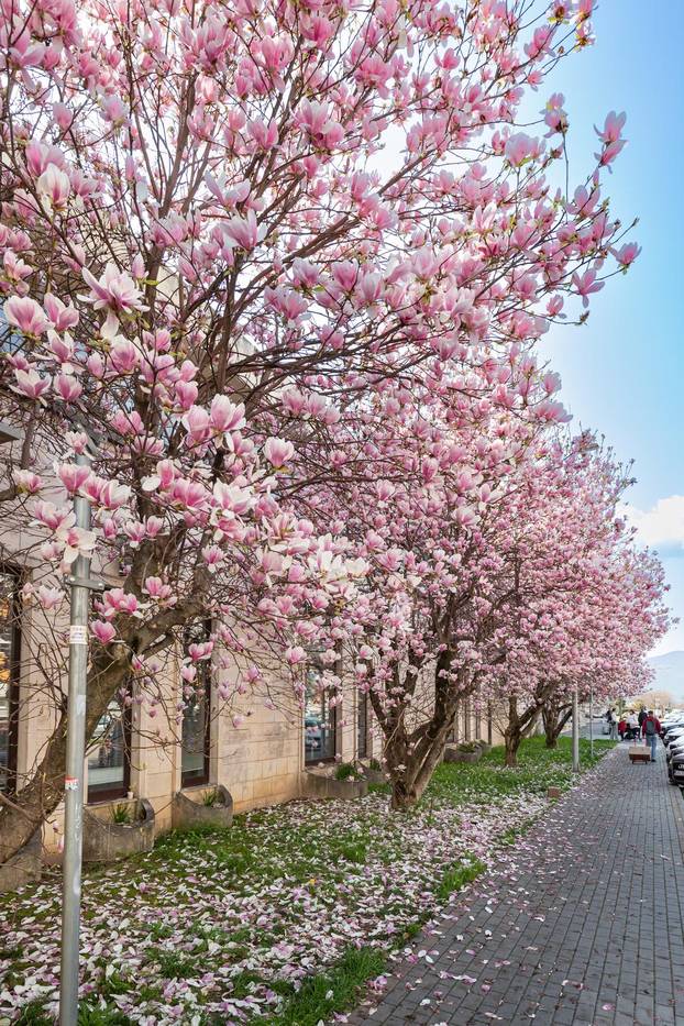 Magnolije u cvatu u Opuzenu