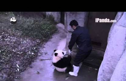 'Pusti sad tu metlu': Nestašna panda žarko se htjela družiti