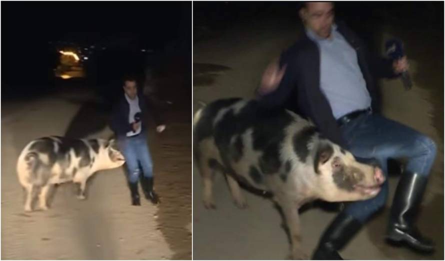 Kuda ide divlja svinja? Rok rok, ganja novinara pred kamerama