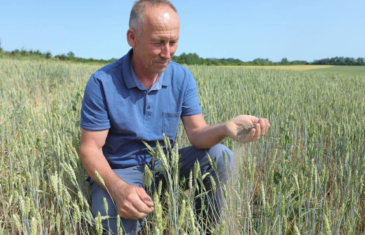 Zbog rata u Ukrajini rastu cijene žitarica: 'Kriza je sa pšenicom, a mi većinu naše izvozimo...'
