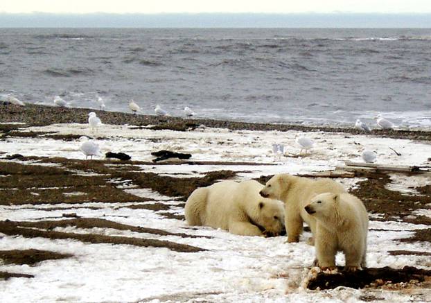 File picture of polar bears within the 1002 Area of the Arctic National Wildlife Refuge