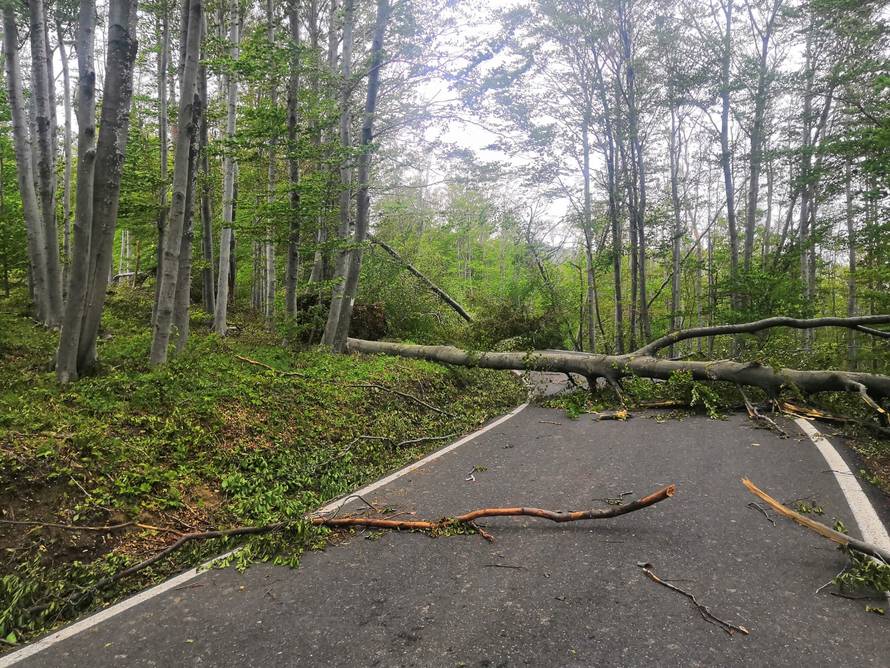 Prizor katastrofe: Oluja srušila stotine stabala na Medvednici