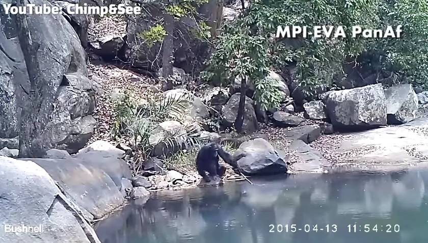 Čimpanze iz jezera "pecaju" alge: Zadivile su znanstvenike