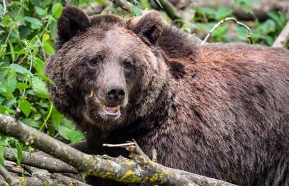 Projekt Carnivora Dinarica je pridonio zaštiti velikih zvijeri