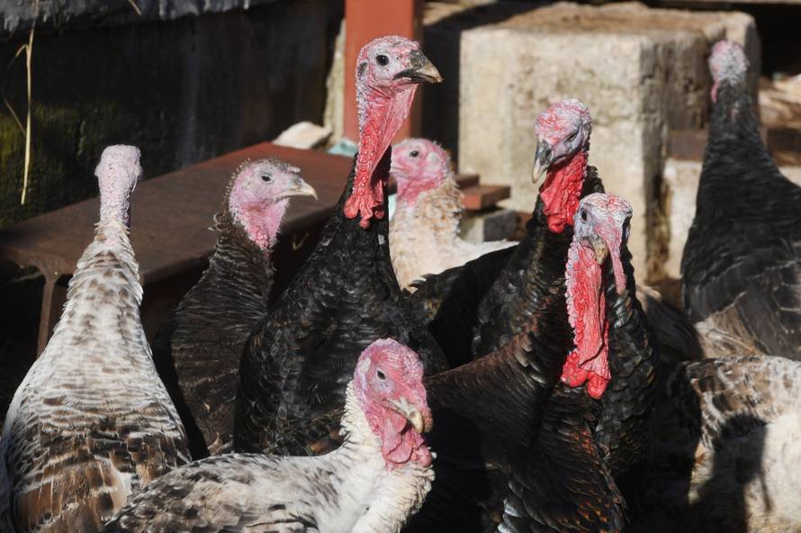 Šibenik: Doma?i purani