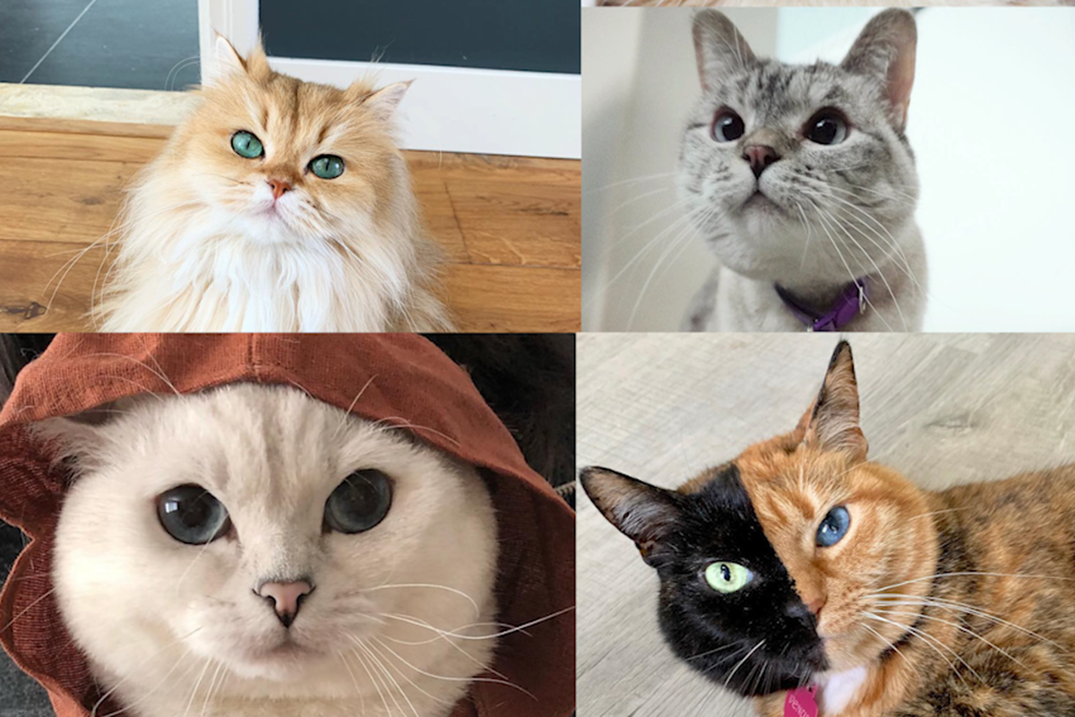 Zvijezde Instagrama: Ovo su mačke koje prate milijuni ljudi