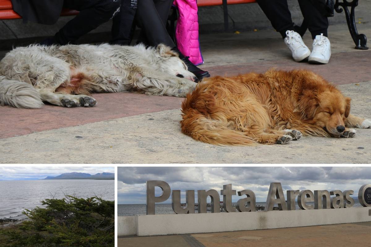 koje su boje perro majorero psi