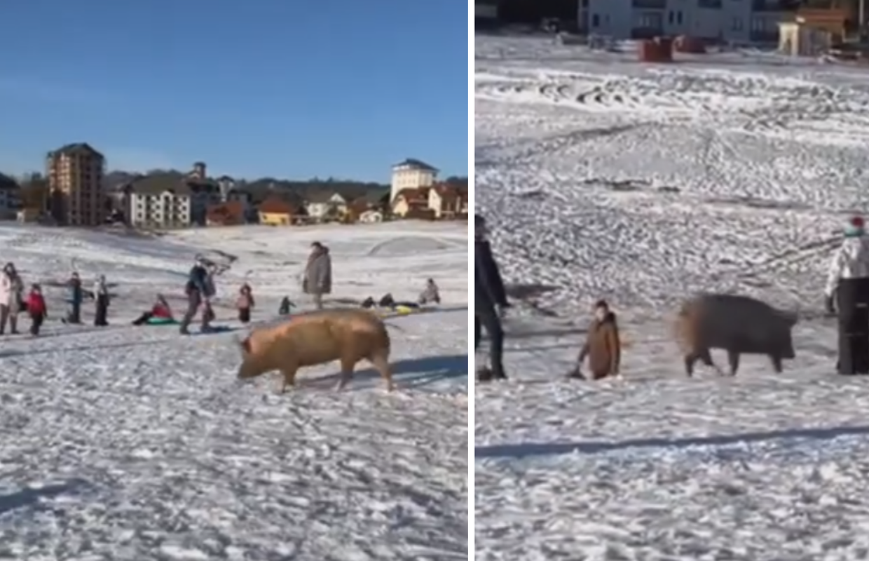 VIDEO Svinja iznenadila skijaše na Zlatiboru, razbježali su se po stazi. Djeca vikala: 'Pepa prase'