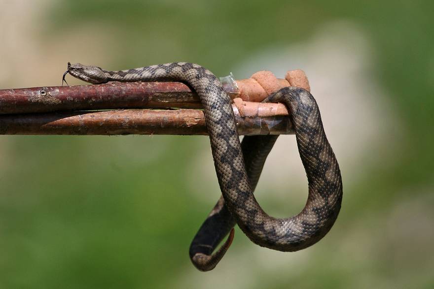 Kako Hrvatska stoji sa zmijskim protuotrovom? 'Svake godine nam zatreba 10 do 15 bočica'