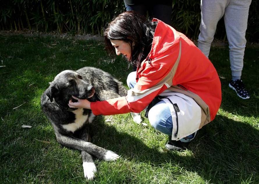 Konačno sreća: Lutalica Barni je topli dom pronašao u Kanadi