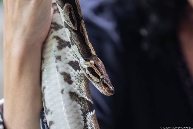 Osijek: Obilježavanje svijetskog dana gmazova u Zoološkom vrtu