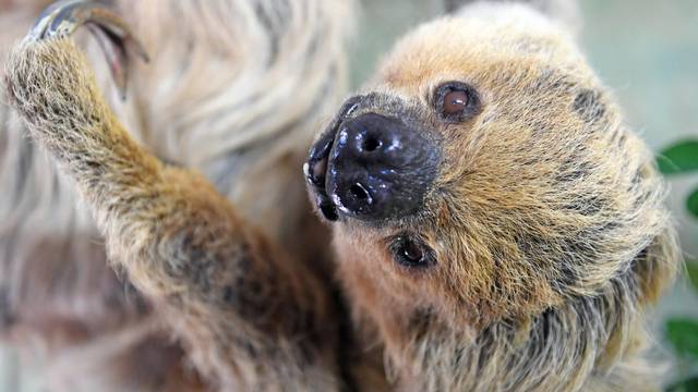 World's oldest sloth turns 50