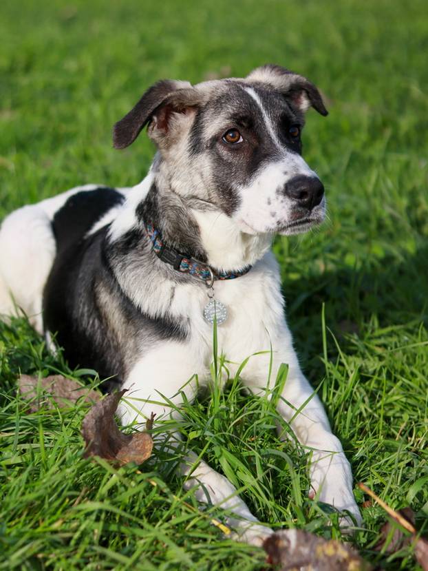 FOTO Ove predivne njuške traže dom: Pružite im priliku za sreću!