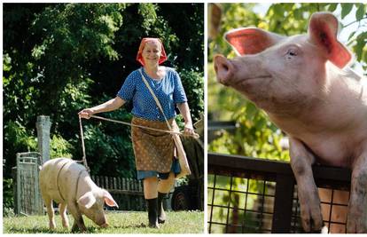 Glavnu ulogu svinje Bebe glumilo je devet svinjica. Kažu da ne žele u Pulu na festival...