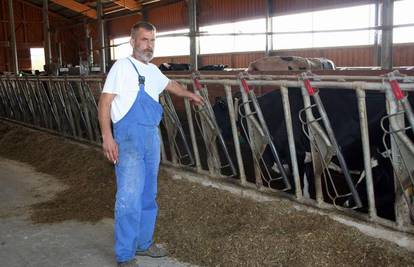 Zbog  cijene mlijeka svoje krave prodaje klaonicama