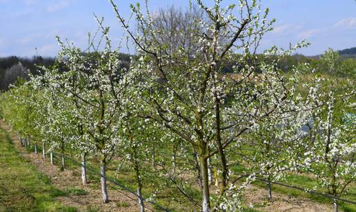 Posavec zbog mraza proglasio nepogodu za dio Međimurja