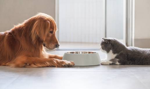 Apetit kod kućnih ljubimaca i kada posjetiti veterinara?